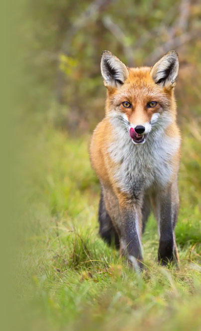 vermin_control_group_fox1